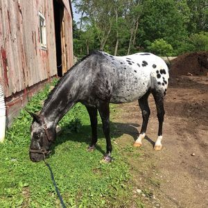 Meet your Posher, Sandy